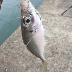 平戸は暴風で釣り出来ず…