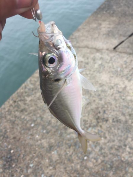 平戸は暴風で釣り出来ず…