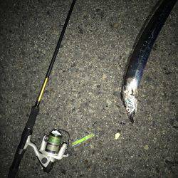 仕事帰りにタチウオ