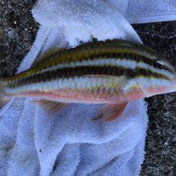 ちっちゃいメッキ