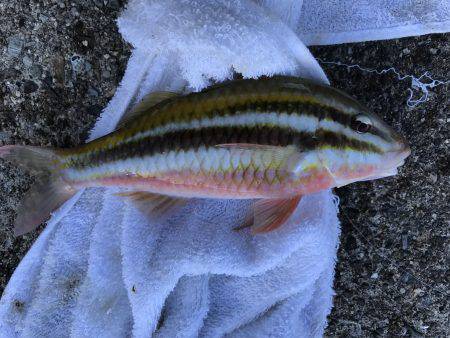 ちっちゃいメッキ