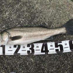 爆風、雨、水濁る=シーバス釣れるの方程式