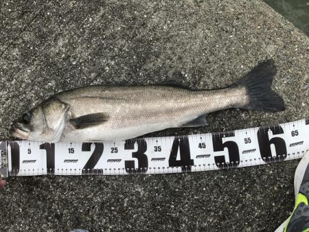 爆風、雨、水濁る=シーバス釣れるの方程式