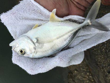 朝夕メッキ三昧