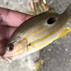 マゴチがきた！