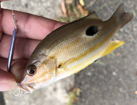 マゴチがきた！