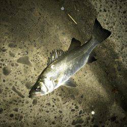 セイゴに遊ばれて2nd