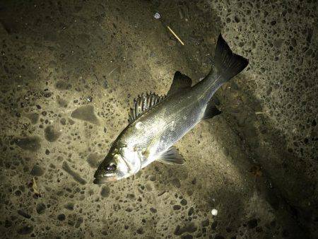 セイゴに遊ばれて2nd