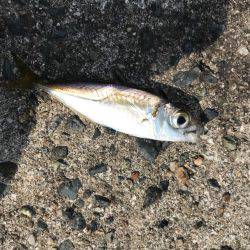 エギングのち小物へ