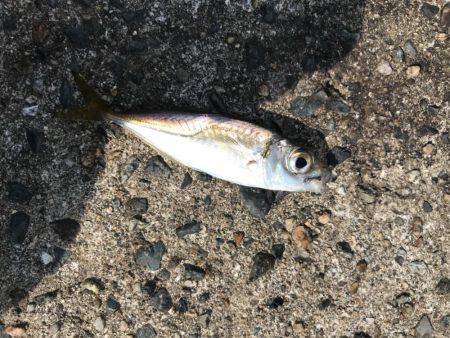 エギングのち小物へ