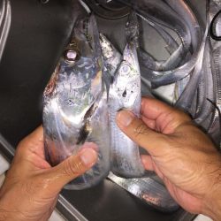 F4太刀魚目指して