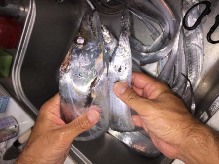 F4太刀魚目指して