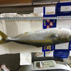 人混み避けてハマチ