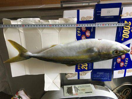 人混み避けてハマチ