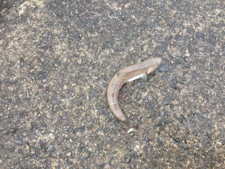 最近、雨ばっか(>_>)