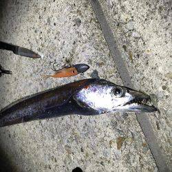 エギングのはずが