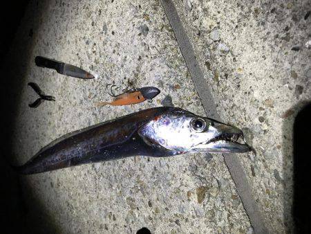 エギングのはずが