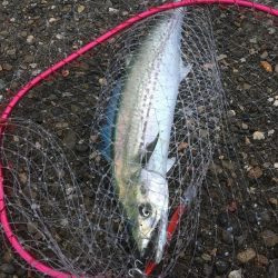 人が多いと釣れんわ〜