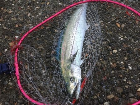 人が多いと釣れんわ〜