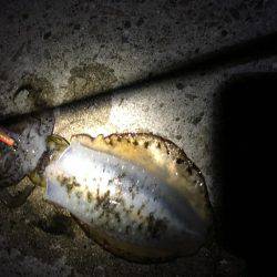 ぶらぶらエギング