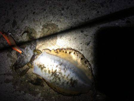 ぶらぶらエギング