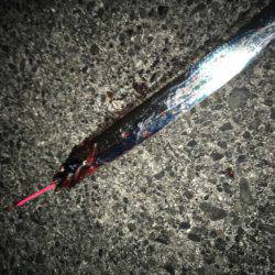 今シーズン初のタチウオ