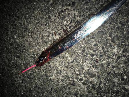 今シーズン初のタチウオ