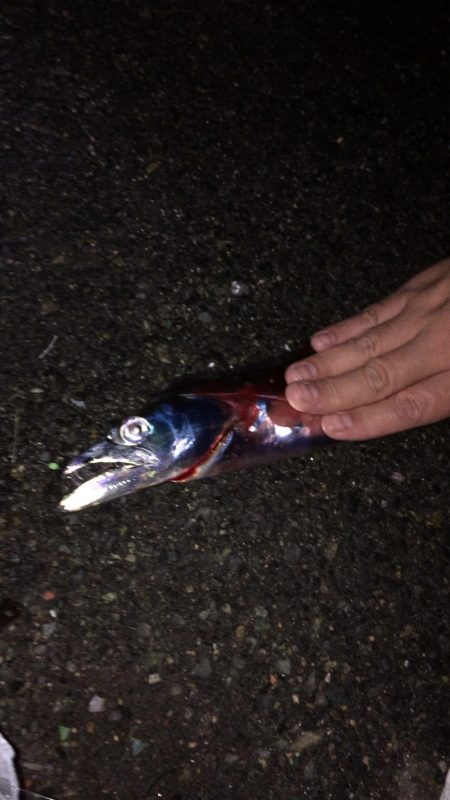 タチウオ ウキ釣り