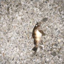 宮津サゴシ&クロダイ