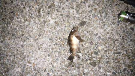 宮津サゴシ&クロダイ