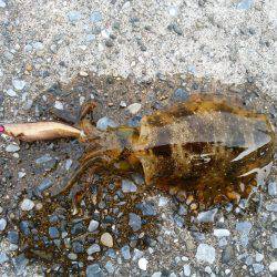 サイズが上がらない