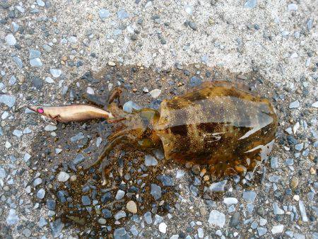 サイズが上がらない