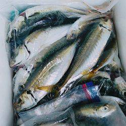 ちょい投げサビキ