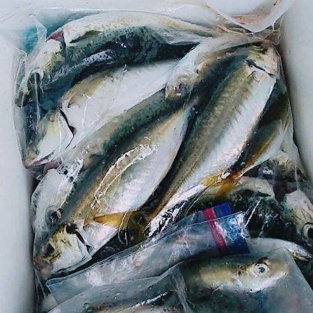 ちょい投げサビキ