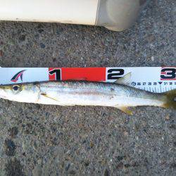 阿南市の椿泊でタチウオとカマス