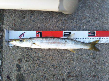 阿南市の椿泊でタチウオとカマス