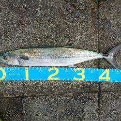 タチウオ　サゴシ