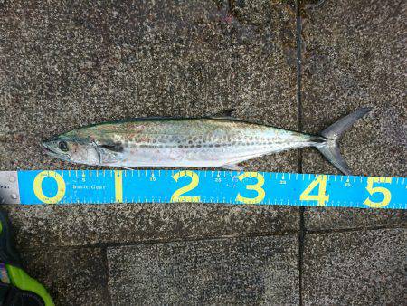 タチウオ　サゴシ