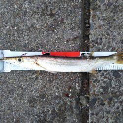 阿南市の椿泊でタチウオと赤カマス