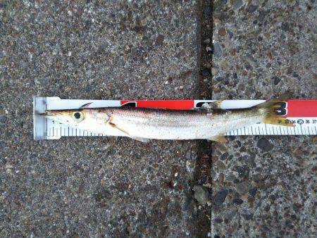 阿南市の椿泊でタチウオと赤カマス