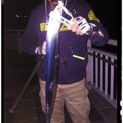 マリーナシティ大波止釣行