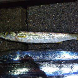 阿南市の椿泊でタチウオ好調