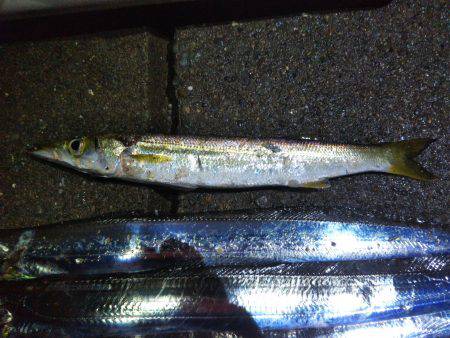 阿南市の椿泊でタチウオ好調