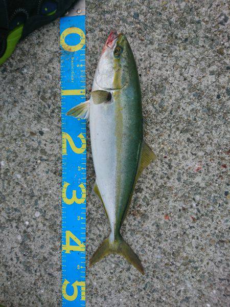 やっとハマチ！