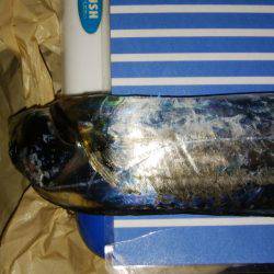 ジグサビキとワインド