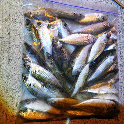 アオリとアジのダブルヘッダー