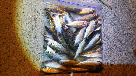 アオリとアジのダブルヘッダー