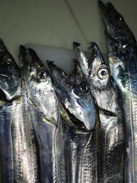 太刀魚リベンジ