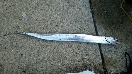 落とし込みでキビレ37cm