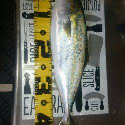 ハマチ大ボイル!!